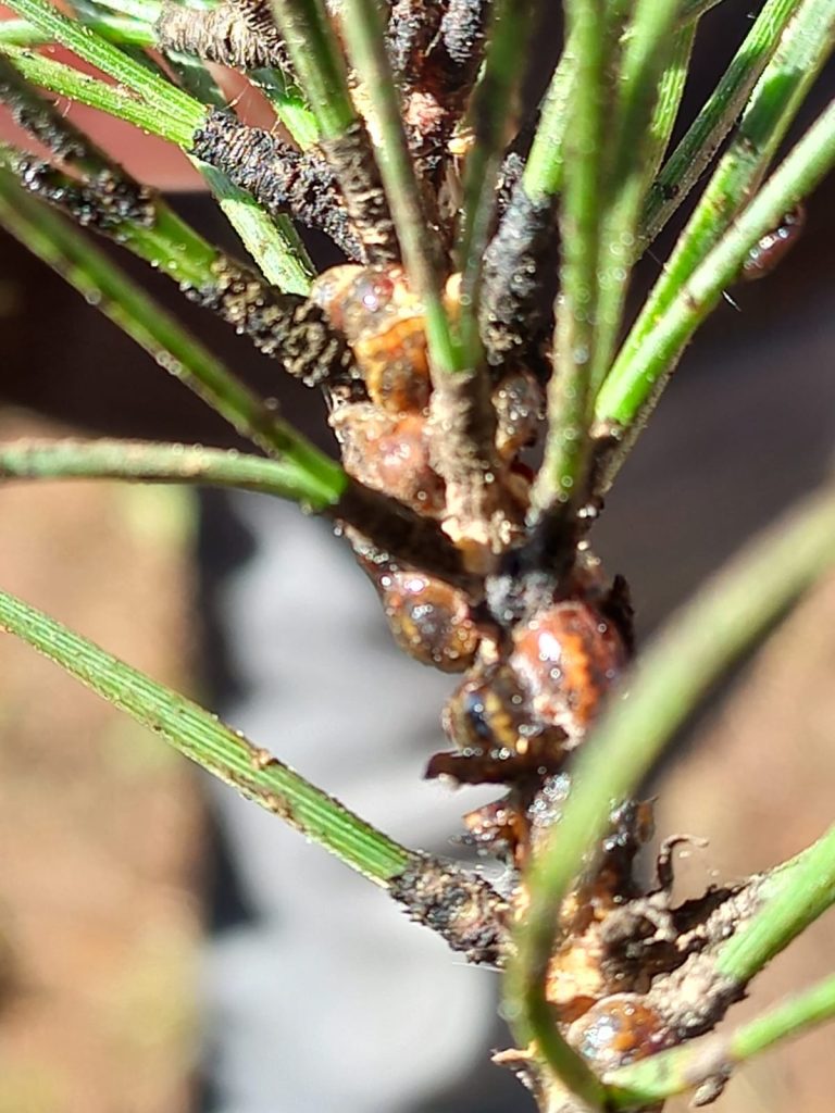 Cerveteri: trattamento dei pini contro la cocciniglia