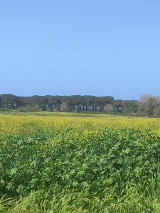 Regisvilla Murelle panoramica